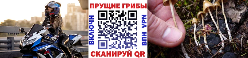 Галлюциногенные грибы прущие грибы  Черкесск 
